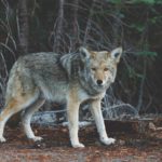 Texte alternatif le loup